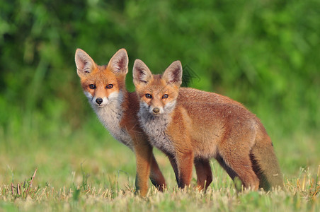 两只红狐狸在图片