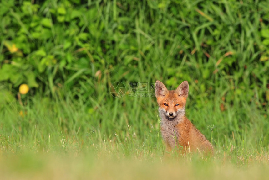 红狐幼崽坐在草丛中看着相机图片