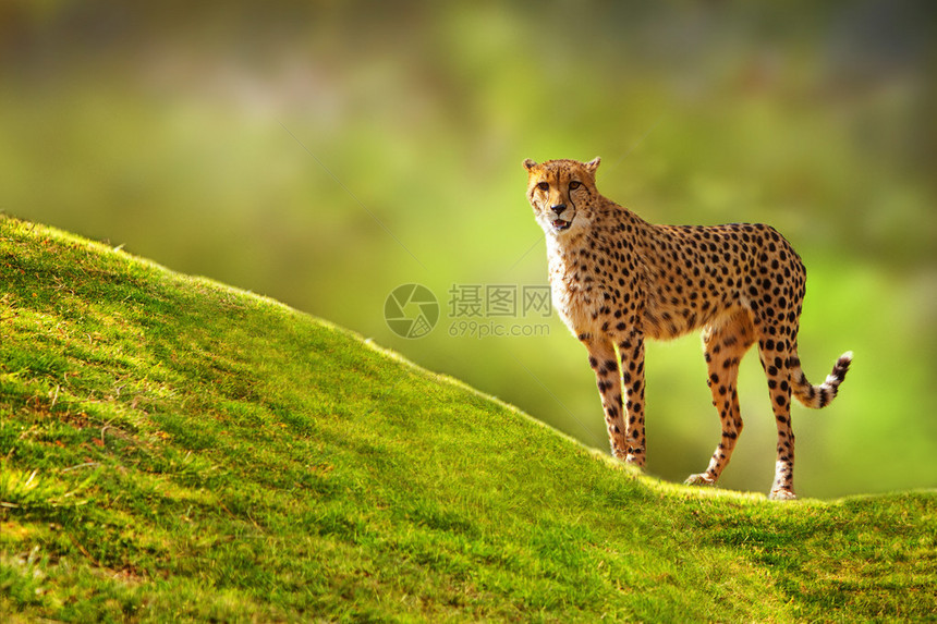 美丽的斑点Cheetah站在一个绿色的草丘上图片