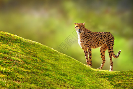 美丽的斑点Cheetah站在一个绿色的草丘上图片
