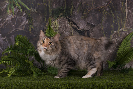 千岛短尾猫在山上打猎图片