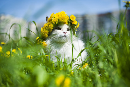 毛茸的猫走在春天的草丛中图片
