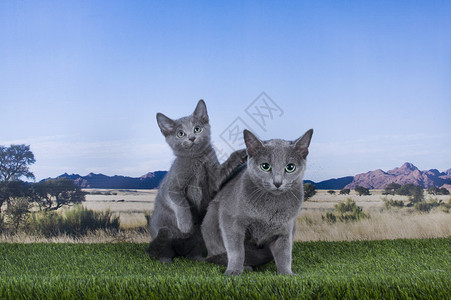 俄罗斯蓝猫位于草原和山丘背景图片