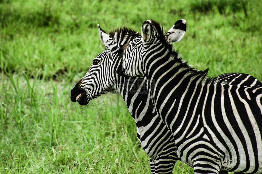 赞比亚的Zebras超过绿色背景人类发展图片