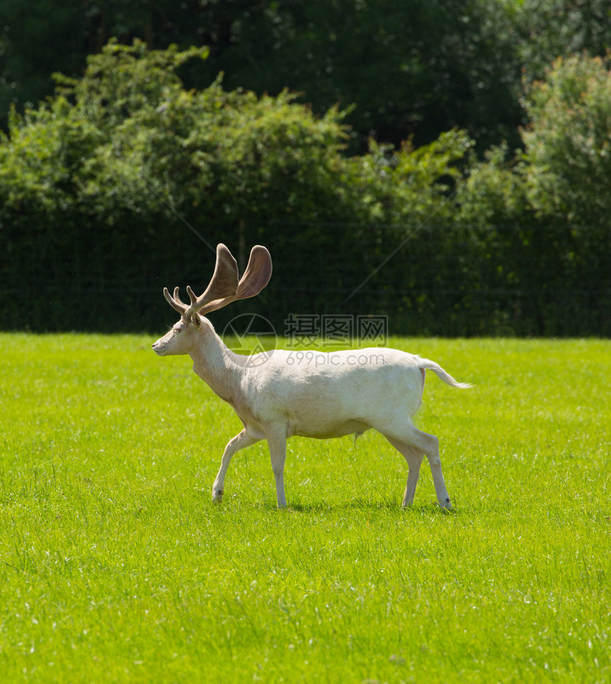 英国新森林汉普郡英国的白鹿图片