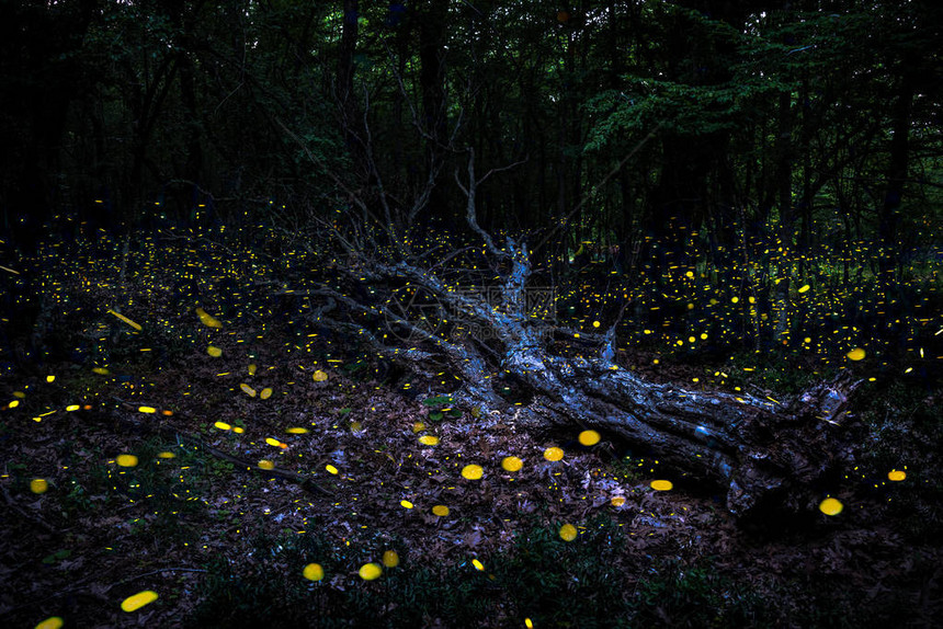 在黄昏的森林里一只落叶树图片