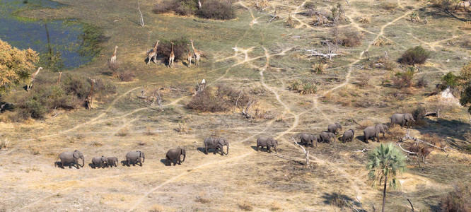 奥卡万戈三角洲博茨瓦纳大象和长颈图片