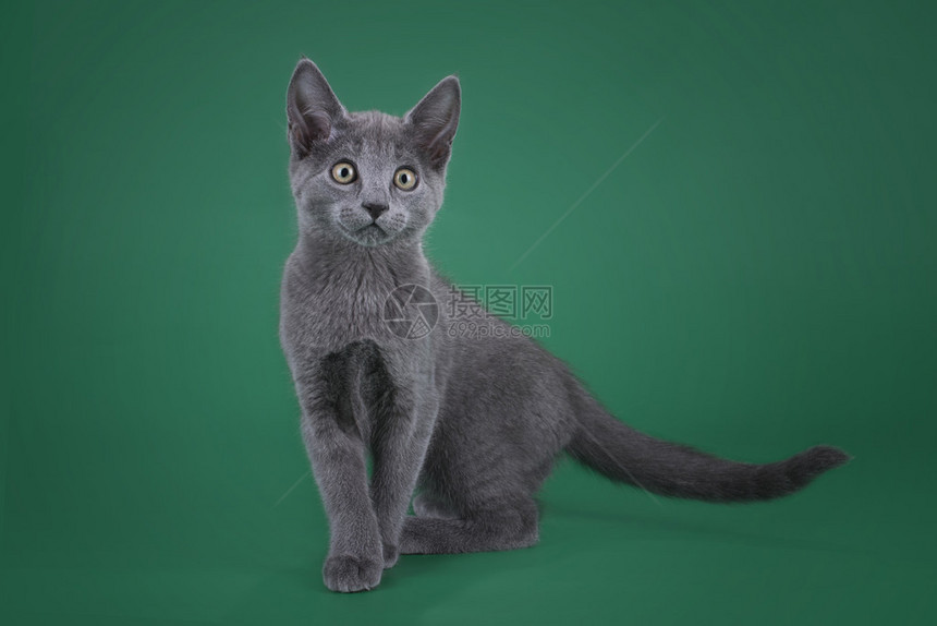 俄罗斯小猫蓝孤立于有色背景图片