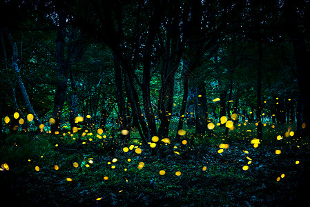 黑暗树林中闪烁发光的萤火虫图片