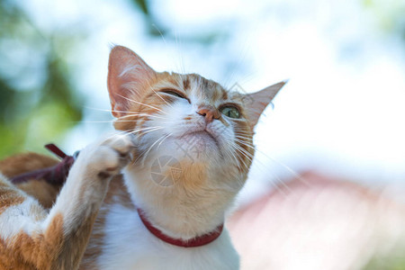 可爱的红领白红猫在绿草花园里抓耳朵背景图片