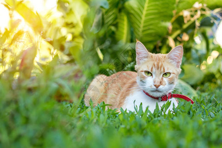 红领的可爱白红小猫在绿草花园里背景图片