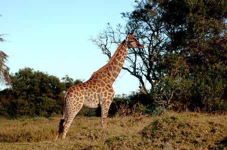 一个美丽的野生非洲吉拉菲Giraffe站在草原上图片