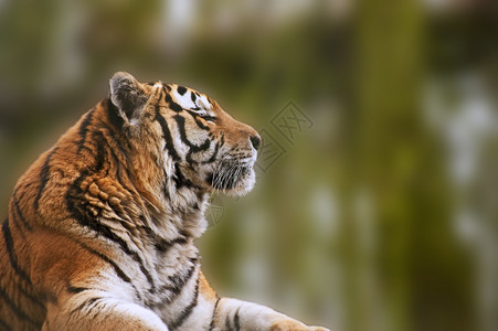 美丽的老虎在温图片