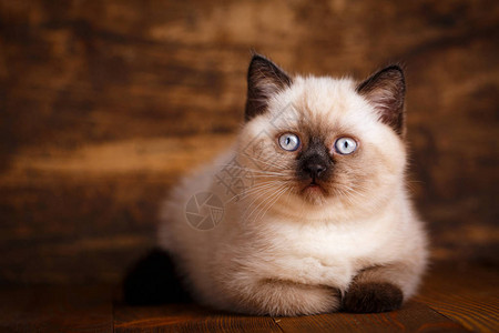苏格兰直立的猫奶油颜色宠物产品的传单概念有黑刺和耳朵的小猫会躺图片