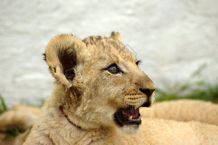 一个可爱的狮子幼狮头肖像背景图片