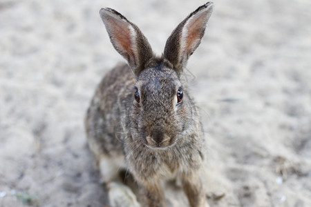 长耳朵眼睛活泼的野兔图片