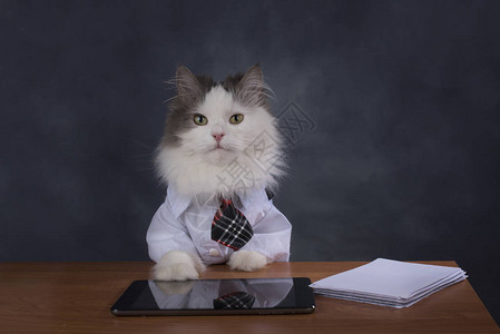 猫经理想念办公室图片