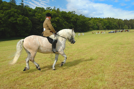 马与骑师在公园的盛装舞步测试中背景