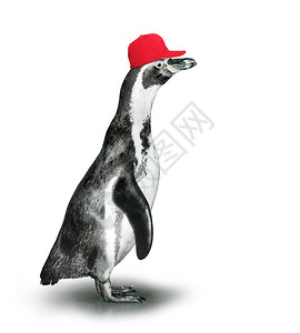 洪堡有趣的企鹅与棒球帽插画