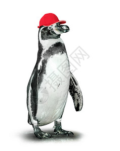 洪堡有趣的企鹅与棒球帽插画