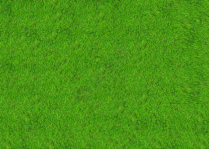 绿草地背景背景图片
