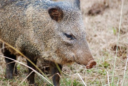 PecaritajacuTayassuidae卷发的红斑猪是濒图片