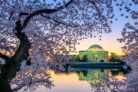 华盛顿杰斐逊纪念堂对岸的花树图片