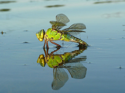 蜻蜓在水中倒影图片