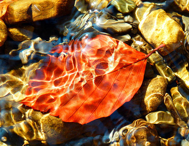 水下秋季山毛榉树叶的彩色明亮微距摄影图片