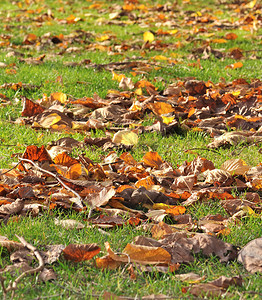 秋天草地上的梧桐树干叶堆图片