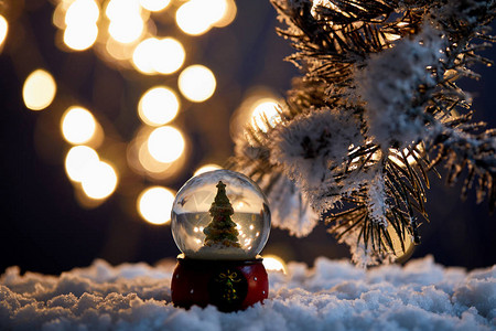 雪球中的小圣诞树站在雪地里云杉枝条图片
