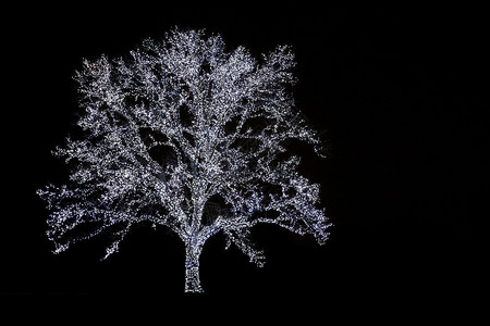 夜晚圣诞节用着大树图片