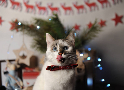 在新年的内地带刺绣图案的布根底领结的白尖牙猫圣诞装饰品园林图片