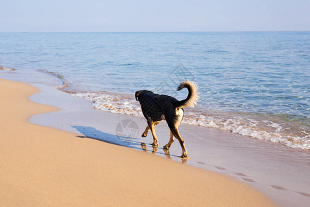 在沙滩上散步的狗图片