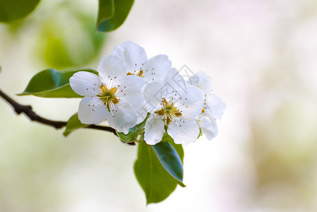 柔焦的白色春花枝图片