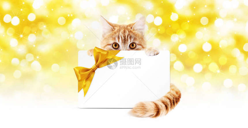 姜猫和带金丝结的礼品卡在圣诞节灯图片