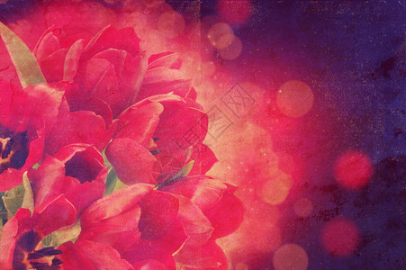 红色郁金香照片图片