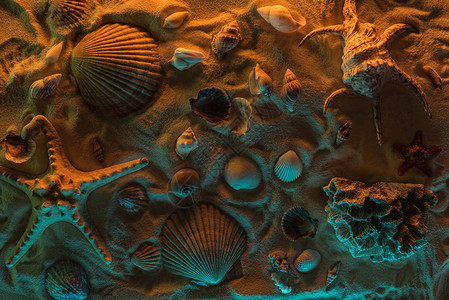 海贝海星海石和珊瑚的顶部外观图片