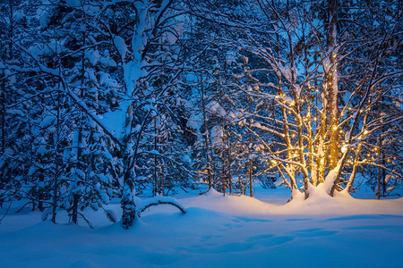 夜雪冬林冬童话中树上有园图片