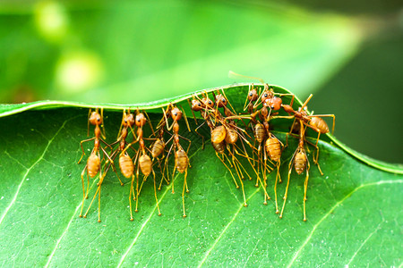 蚂蚁团结图片