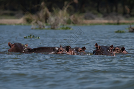 肯尼亚奈瓦沙湖的河图片