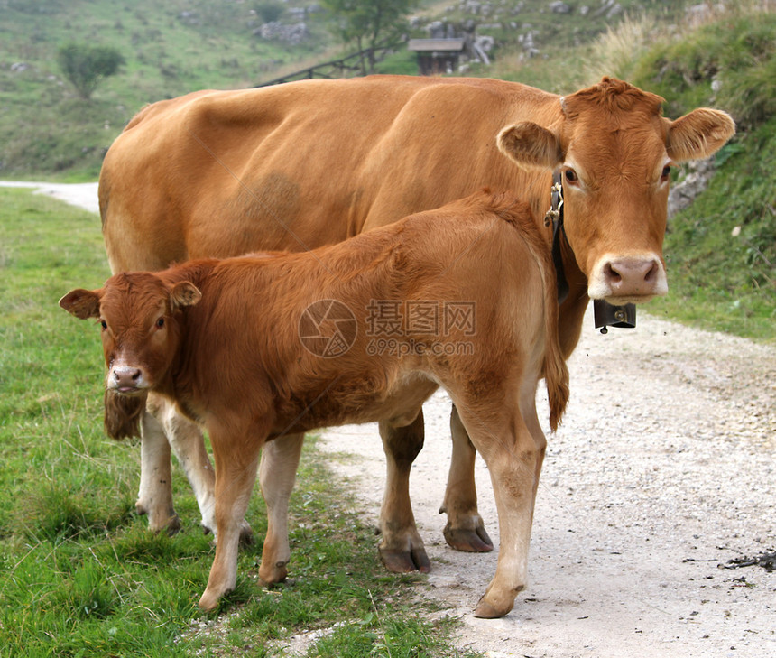 母牛和她的小牛在山上图片