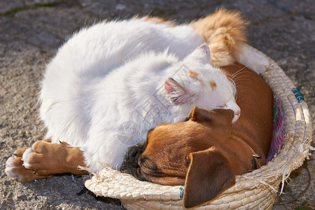 一只小猫和一条小狗睡在图片