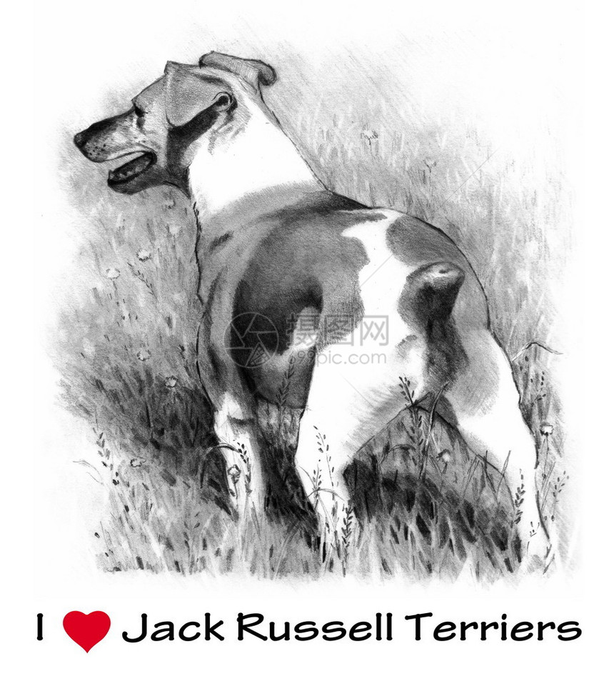 我的石墨铅笔画JackRussellTerrier的杰克图片