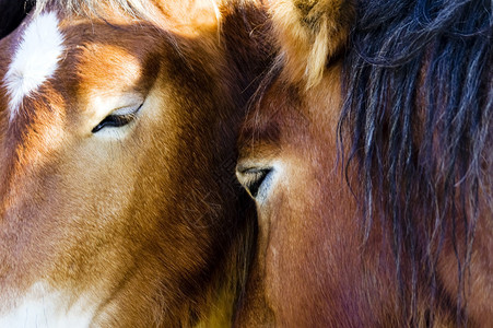 两匹马之间的温柔场景背景图片