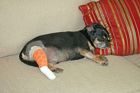 一只狗在手术后躺在沙发上图片