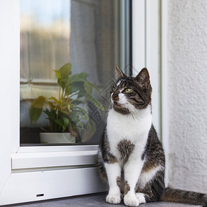 一只坐在窗台上的野猫小家图片