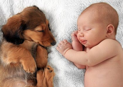 新出生的女婴和小狗图片