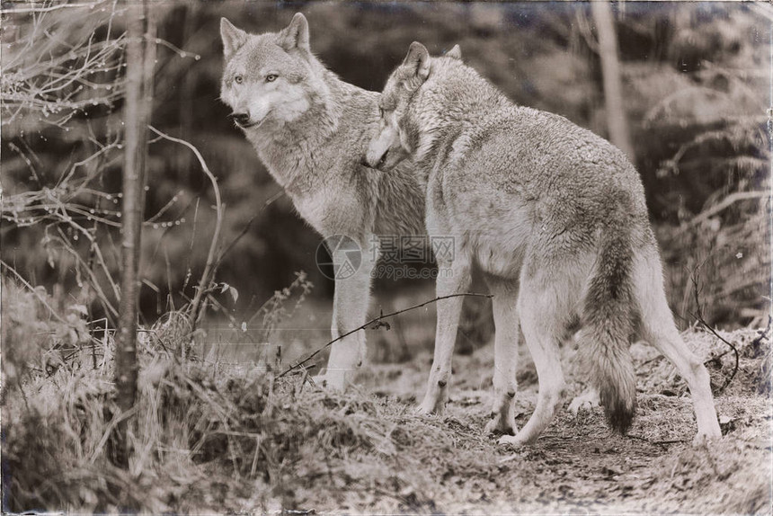 两只狼站在雨林中的经典棕褐色照片图片