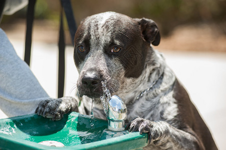 流口水的狗喝水图片
